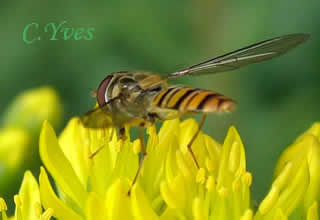 Episyrphus balteatus