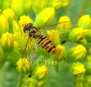 Syrphe ceinturé, Episyrphus balteatus