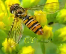 Episyrphus balteatus