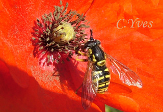 Episyrphus balteatus, Syrphe ceinturé