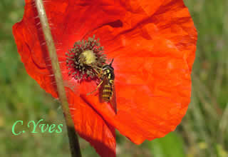 Episyrphus balteatus