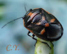 Eurydema oleracea