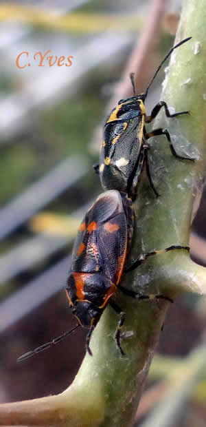 Eurydema oleracea, Eurydema oleraceum