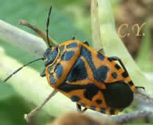 Eurydema ventralis