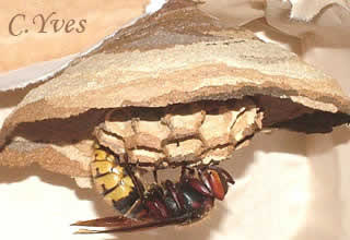 Frelon, Vespa crabro.