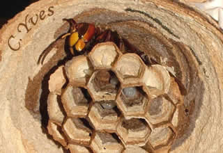 Vespa crabro, le Frelon.