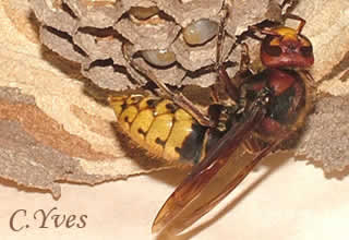 Vespa crabro, Frelon