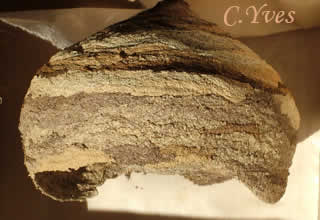 Le nid du Frelon, Vespa crabro.