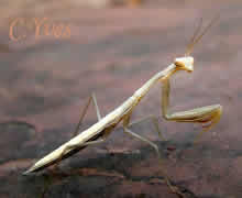 Geomantis larvoides