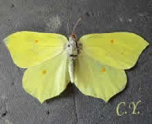 Gonepteryx rhamni, le Citron.