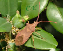 Gonocerus acuteangulatus