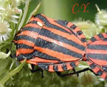 Graphosoma italicum,Pentatome rayé