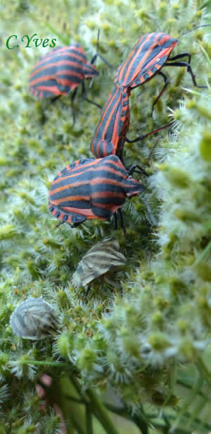 Graphosoma italicum, Cimex italicus