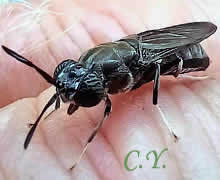 Hermetia illucens, Mouche noire