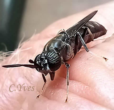 Hermetia illucens, Soldat noir, Mouche noire, Mouche soldat, Hermécie brillante.