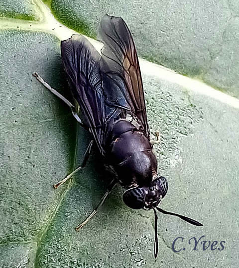 Hermetia illucens, Hermécie brillante.