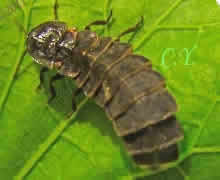 Lampyris noctiluca