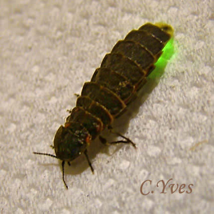 Lampyris noctiluca, Ver luisant
