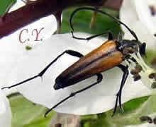 Stenurella bifasciata.
