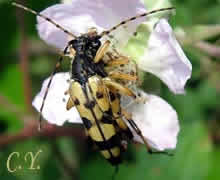 Leptura maculata