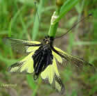 Libelloides coccajus, Ascalaphe soufré. Libelloides coccajus, Ascalaphe soufré.
