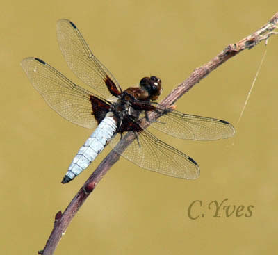 Libellula depressa, Libellule déprimée, le mâle à l'affût.