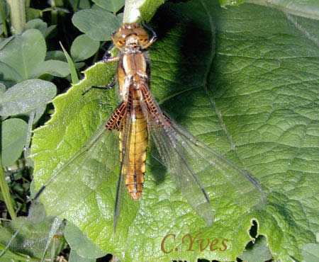 Libellule déprimée, Libellula depressa.