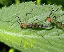 Limonia phragmitidis