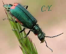 Malachius bipustulatus, Malachie à deux points.