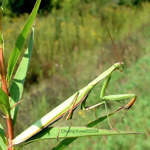 Mantis religiosa, Mante religieuse