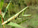 Mantis religiosa
