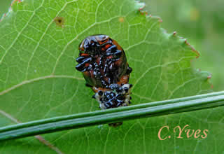Chrysomela populi, larves.