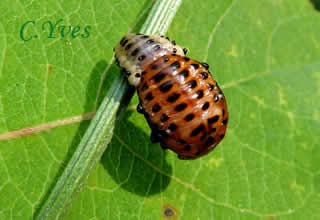 Chrysomela populi, pupe.