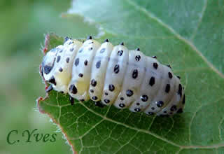 Chrysomela populi, pupe.