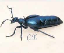Meloe violaceus 