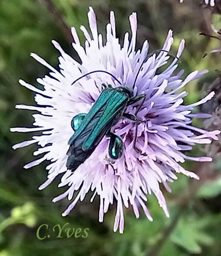 Oedemera nobilis, Oedémère noble, Cycliste maillot-vert, Cycliste émeraude