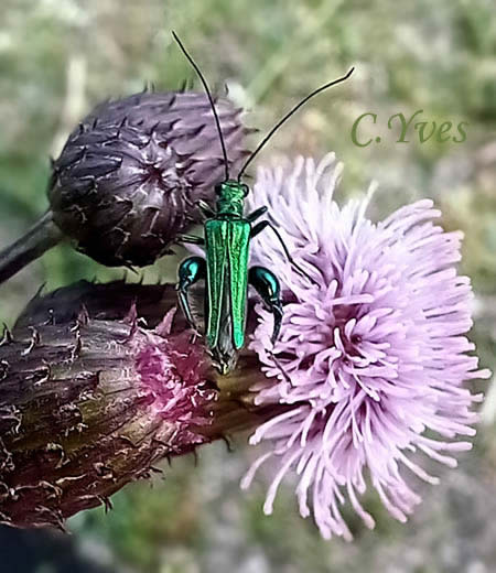 Oedemera nobilis, Oedémère noble, Cycliste maillot-vert, Cycliste émeraude
