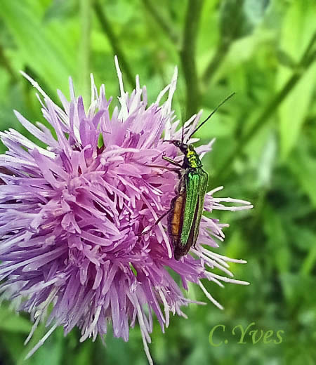 Oedemera nobilis, Oedémère noble, la femelle