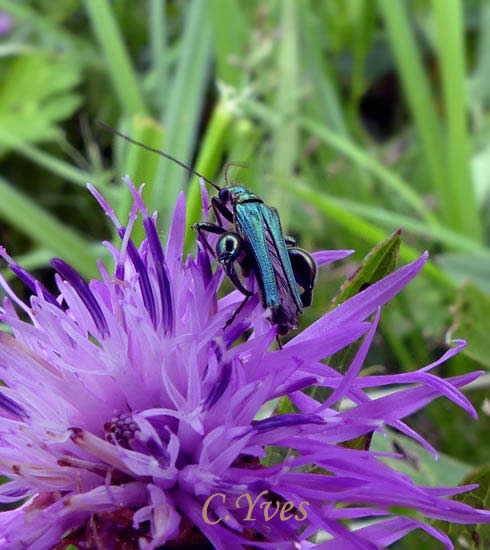 Oedemera nobilis, Oedémère noble, Cycliste maillot-vert, Cycliste émeraude