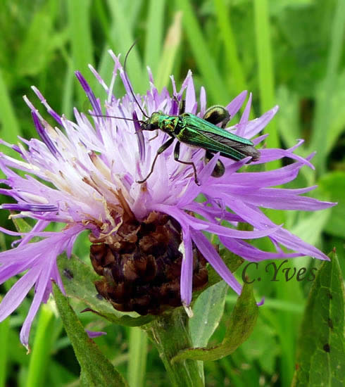 Oedemera nobilis, Oedémère noble, Cycliste maillot-vert, Cycliste émeraude