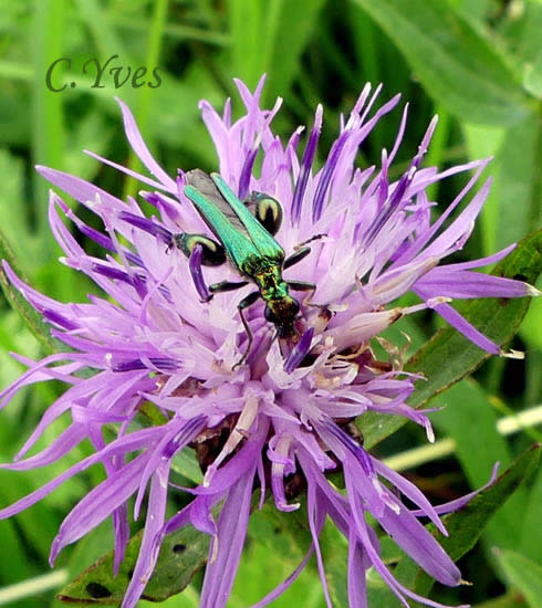 Oedemera nobilis, Oedémère noble, Cycliste maillot-vert, Cycliste émeraude