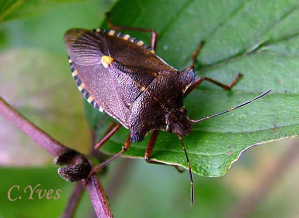 Pentatoma rufipes, Cimex rufipes, Tropicoris rufipes, Punaise des bois.