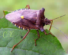 Pentatoma rufipes, Punaise à pattes rousses.