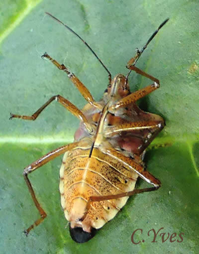 Punaise à pattes rousses
