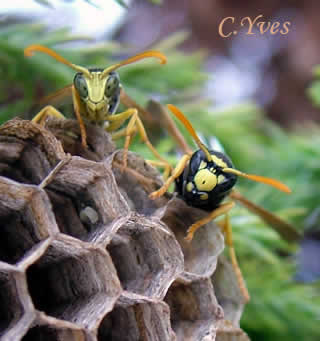 Guêpe poliste, Polistes gallicus