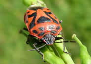Photo 3 : Punaise ornée, Eurydema ornatum .