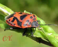 Eurydema ornatum