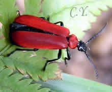 Pyrochroa coccinea, pyrochre écarlate
