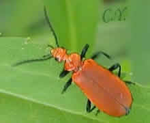 Pyrochroa serraticornis