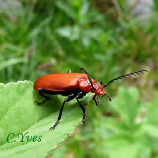 Pyrochroa serraticornis, Cantharis serraticornis